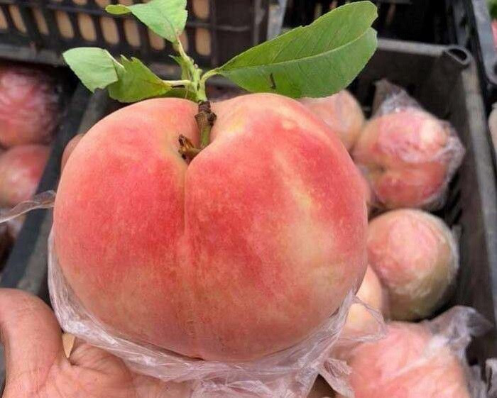 Thứ nhất là quả đào Lông trên mặt quả đào thật sự khó chịu, rửa không sạch ăn vào hay bị ngứa họng, ho, một số người nhạy cảm còn bị dị ứng, cực kỳ không tốt.