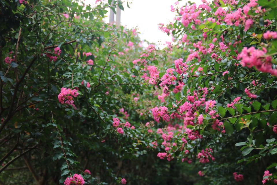 Hoa tường vi có nhiều màu sắc, như đỏ, tím, vàng... Nhưng phổ biến nhất là màu hồng đậm. Cánh nhỏ li ti, tạo thành từng chùm hoa nặng trĩu, nhuỵ màu vàng, nở rực rỡ suốt từ đầu hè đến cuối thu.