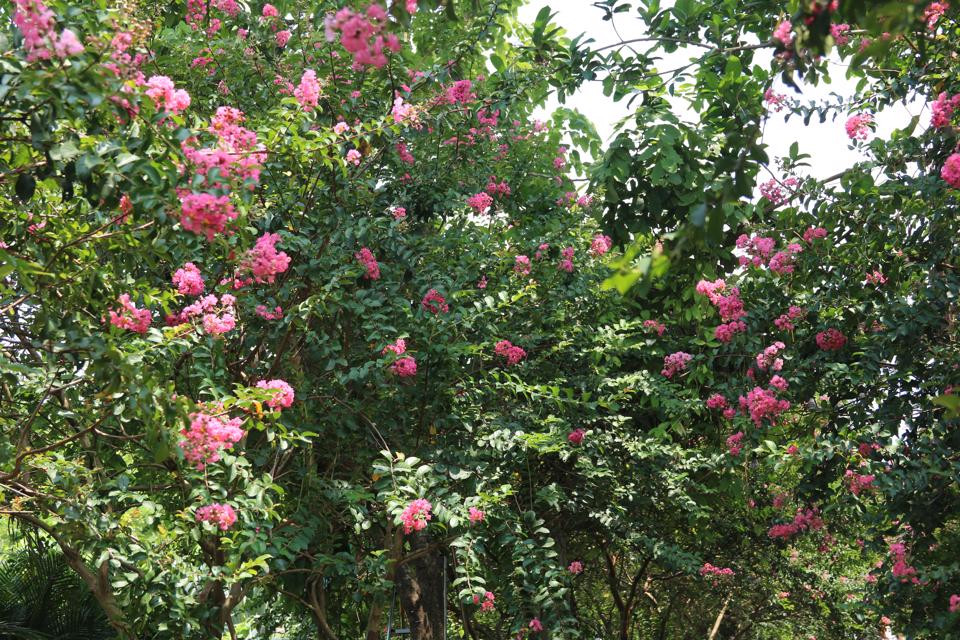 Theo anh Đào Hoàng Dương - Quản lý vườn chia sẻ, mọi năm hoa nở từ cuối tháng 5, nhưng năm nay, tháng 7 hoa mới bắt đầu rộ bông.