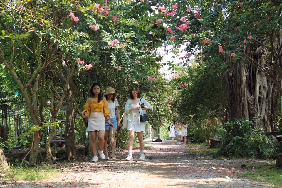 Tường vi thuộc nhóm cây thân gỗ, phân cành nhiều nhánh. Tường vi là một giống hồng cổ, hoa nhiều, có mùi thơm dịu dàng.