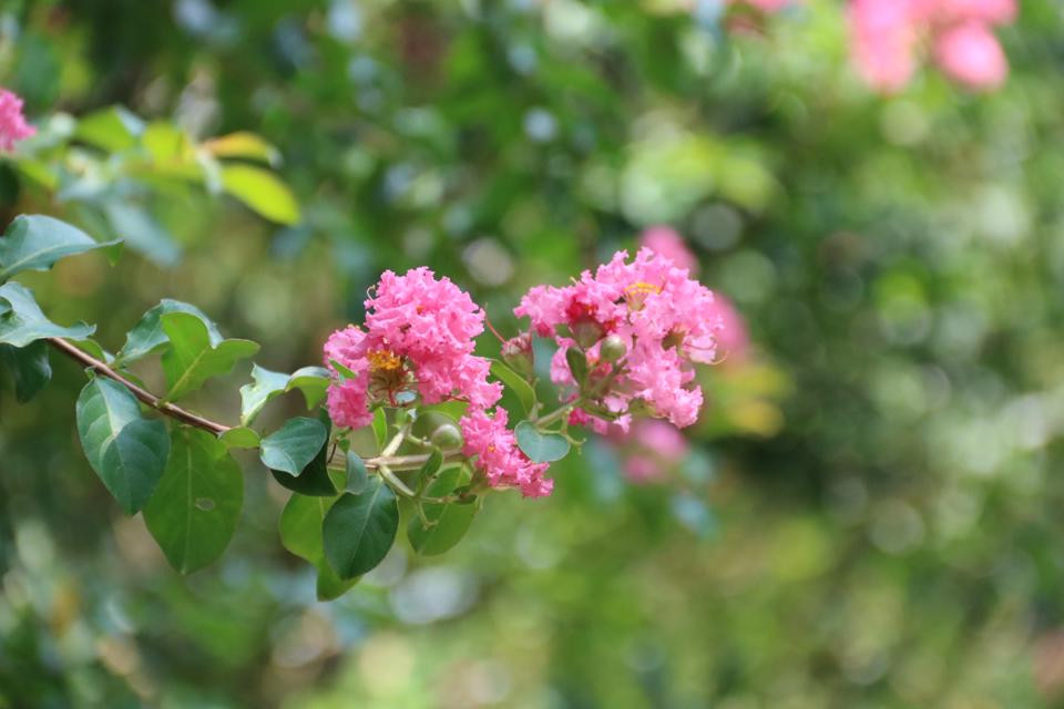 Hoa tường vi mọc thành từng chùm lớn, hướng lên cao. Ngoài tường vi, loài hoa này còn có tên gọi là hoa tử vi, hoa bách nhật hồng.