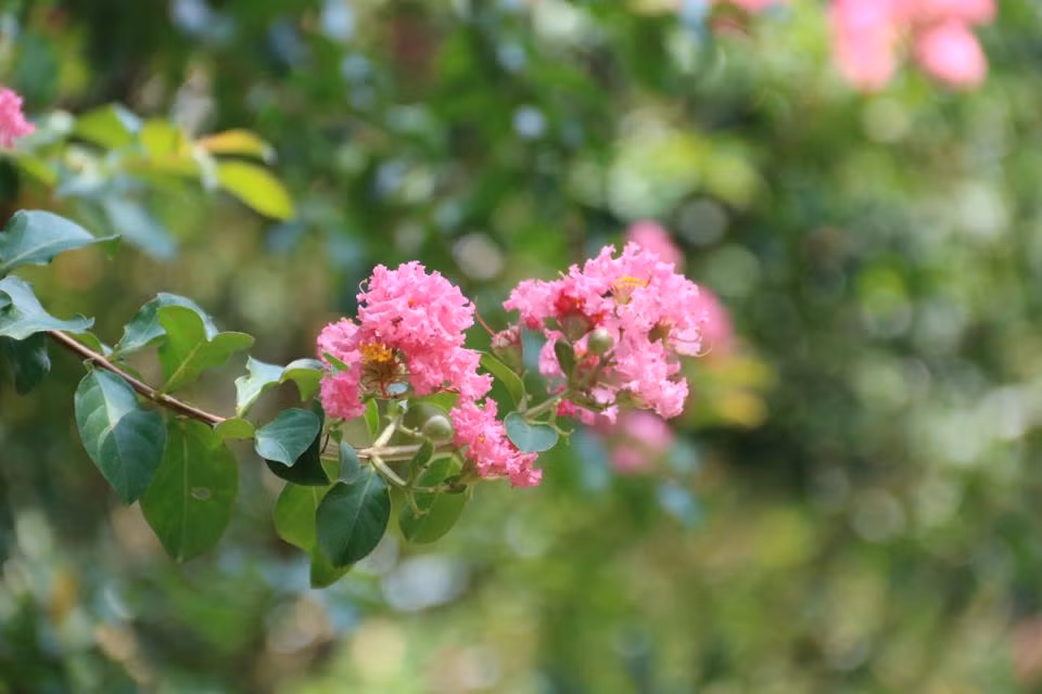 Hoa tường vi mọc thành từng chùm lớn, hướng lên cao. Ngoài tường vi, loài hoa này còn có tên gọi là hoa tử vi, hoa bách nhật hồng.