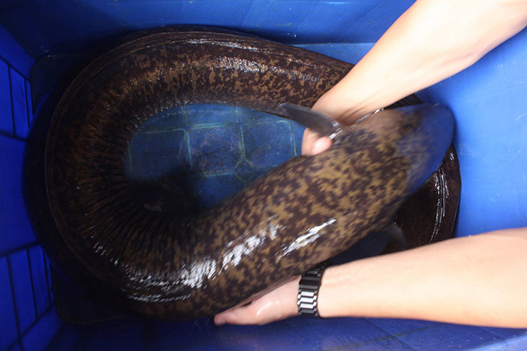 Trong tự nhiên đã từng bắt được những con cá chình "khủng" có trọng lượng lên tới 15kg.