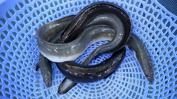 Dù đắt đỏ nhưng nhiều người vẫn tìm mua về chế biến thành các món ăn ngon. Theo đông y và kinh nghiệm dân gian, thịt, xương, máu và mỡ cá chình đều là dược liệu, có vị ngọt, tính bình, không độc, có tác dụng bổ dưỡng, sát khuẩn.