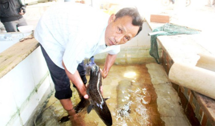 Ông Bảy Tú (ở huyện Phù Mỹ, tỉnh Bình Định) được gọi là "vua cá chình". Sau nhiều năm mày mò, ông có thu nhập nửa tỷ/năm nhờ mô hình nuôi cá chình.