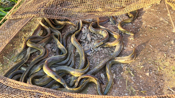 Hiện ở Việt Nam có nhiều tỉnh nuôi cá chình, nhiều nhất là các tỉnh miền Tây Nam bộ như: Cà Mau, Bạc Liêu, Cần Thơ, Sóc Trăng, Bình Định…