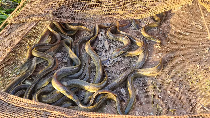 Hiện ở Việt Nam có nhiều tỉnh nuôi cá chình, nhiều nhất là các tỉnh miền Tây Nam bộ như: Cà Mau, Bạc Liêu, Cần Thơ, Sóc Trăng, Bình Định…