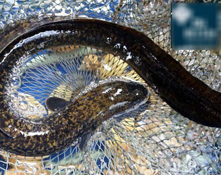 Theo ông Tú, cá chình rất khó nuôi, vốn đầu tư lớn nên phải thực sự đam mê thì mới có thể thành công.