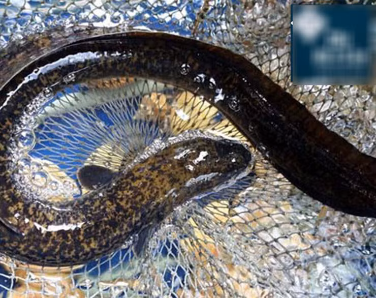 Theo ông Tú, cá chình rất khó nuôi, vốn đầu tư lớn nên phải thực sự đam mê thì mới có thể thành công.