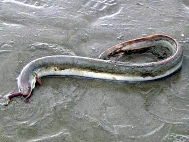 Loài cá này có khả năng thích ứng với sự biến động của độ mặn và nhiệt độ. Chúng có thể sống được ở nước mặn, nước lợ và nước ngọt.