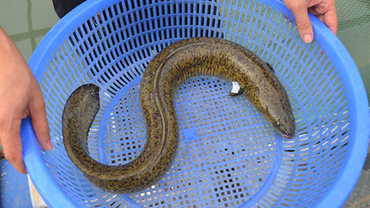 Đến nay, gia đình ông sở hữu 4 hồ nuôi cá chình mun rộng khoảng 20.000 m2. Ông nuôi từ 1 năm rưỡi đến 2 năm, nặng từ 1-3 kg mới xuất bán cho các thương lái.