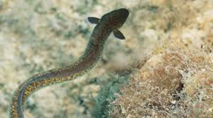 Thức ăn của chúng là các loại động vật nhỏ: cá nhỏ, các động vật giáp xác (tôm nhỏ), giun nhiều tơ, mực, côn trùng sống ở tầng đáy, các loại sinh vật phù du và một số loại thực vật.