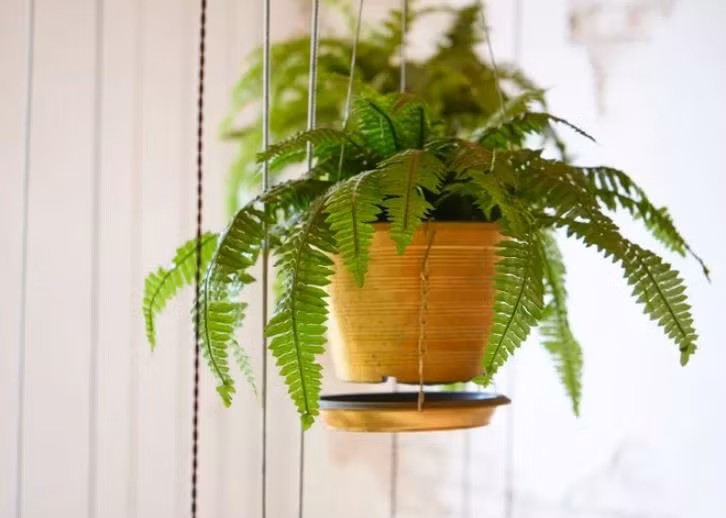 Cac loai cay nen va tranh trong trong nha theo nguyen tac phong thuy-Hinh-6