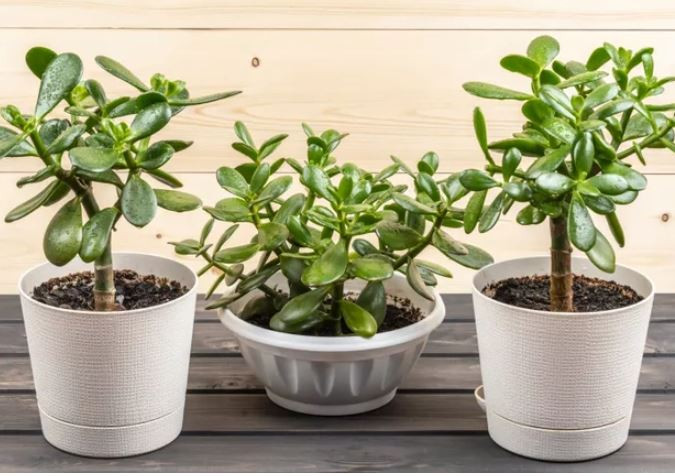 Cac loai cay nen va tranh trong trong nha theo nguyen tac phong thuy-Hinh-8