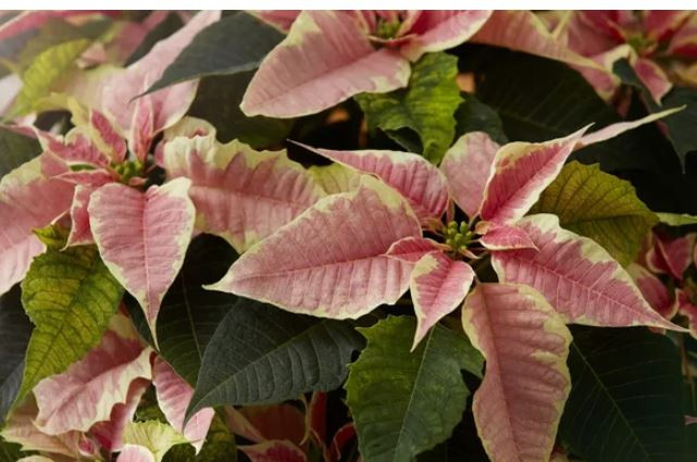 Cac loai cay nen va tranh trong trong nha theo nguyen tac phong thuy-Hinh-2