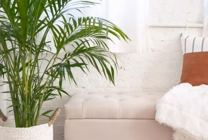 Cac loai cay nen va tranh trong trong nha theo nguyen tac phong thuy-Hinh-5