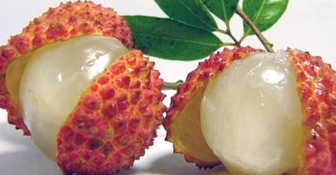 Lưu ý. Khi chọn mua vải, quan sát màu bên ngoài quả vải phải tươi, ngon, quả to đều nhau. Chạm vào vỏ quả vải, nếu thấy vỏ quả cứng thì là quả xanh; nếu mềm có tính đàn hồi là quả chín tới, còn nếu sờ thấy mềm mà không có tính đàn hồi là quả đã quá chín, ăn không ngon.