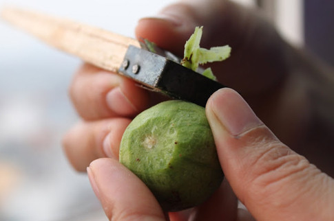Cách làm sấu ngâm mắm. Quả sấu rửa sạch, cạo bỏ lớp vỏ chát bên ngoài, khía sơ sấu thành 4 miếng để lúc ngâm sấu nhanh ngấm hơn.