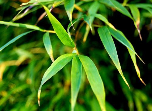 Lá tre chữa cảm cúm, sốt cao. Liều lượng: 16g lá tre, 16g kim ngân hoa, 12g cam thảo đất, 8g kinh giới, 8g bạc hà. Cách dùng: sắc uống, 1 thang thuốc/ ngày.