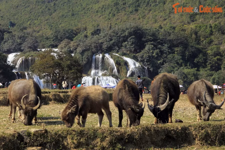 Không chỉ có khung cảnh thiên nhiên gây choáng ngợp, thác Bản Giốc cũng là nơi du khách có thể tận hưởng sự thanh bình của miền quê Việt với những chú trâu thảnh thơi gặm cỏ, phía xa là dòng thác tung bọt trắng xóa. Ảnh: Đức Thuận.