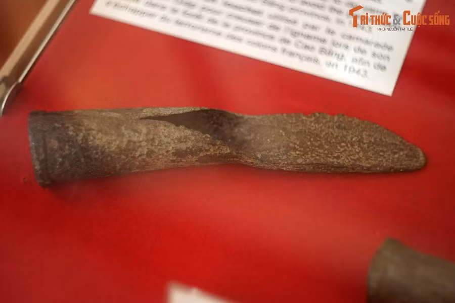 Lưỡi thuổng, đồng chí Võ Nguyên Giáp đã dùng đào củ mài để ăn trong thời gian tạm lánh vào rừng ở tỉnh Cao Bằng nhằm tránh sự khủng bố của thực dân Pháp, năm 1943.