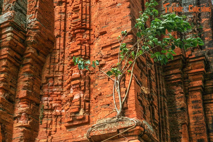 Do có vỏ trấu nên khi nung xong, vỏ trấu cháy đi để lại những lỗ rỗng, viên gạch nhờ thế mà dễ thoát nước nhưng vẫn đủ độ chắc bảo đảm cho việc xây dựng tháp. Kỹ thuật đặc biệt cũng làm cho gạch Chăm có thành phần silic cao hơn gạch xây dựng thông thường. Ảnh: Tháp Đôi ở Quy Nhơn, Bình Định.