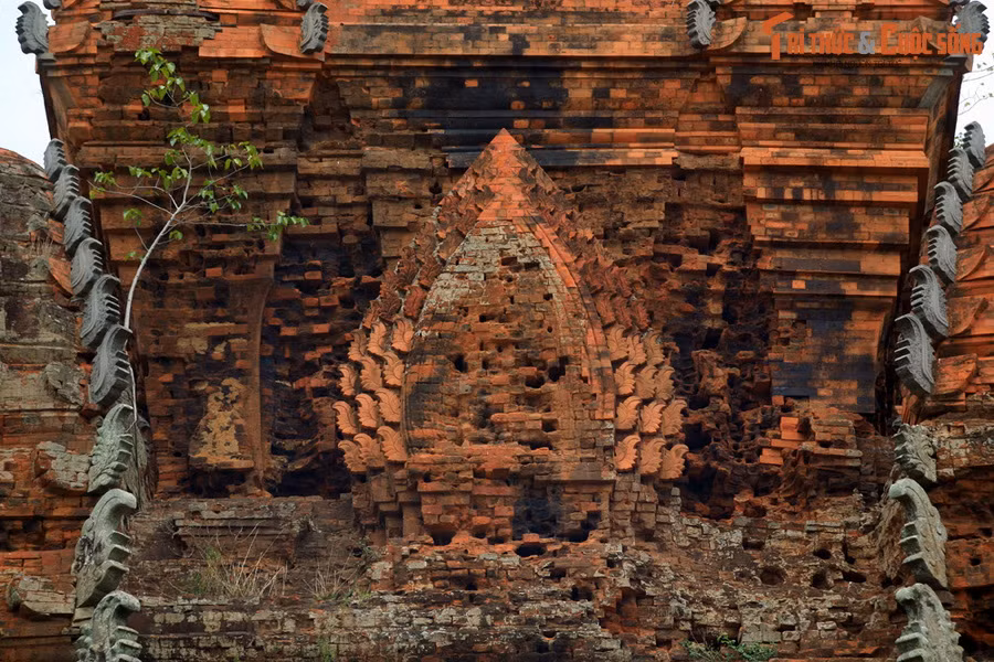 Trong khi đó, nếu sử dụng chính loại đất sét địa phương để làm gạch tu bổ tháp thì chỉ một thời gian ngắn sau, phần phục chế lại bị rêu phong, đen sạm, hoặc mủn ra và muối hóa, không còn giữ được màu đỏ rực như ở các tháp Chăm cổ. Ảnh: Tháp Cánh Tiên ở An Nhơn, Bình Định.