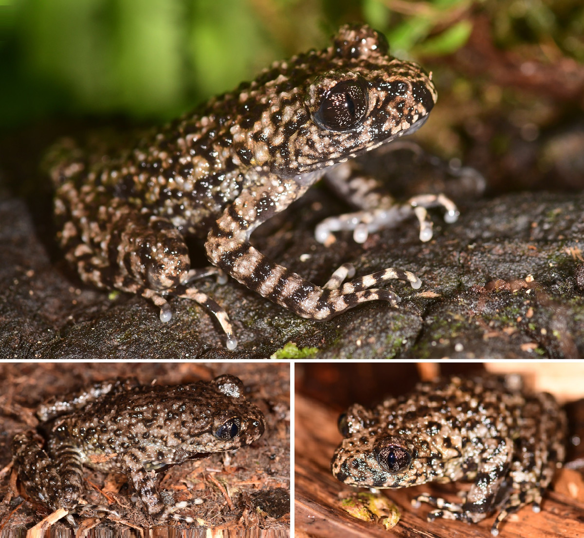 Đây cũng là một bước tiến quan trọng hướng tới việc bảo tồn tốt hơn các loài động vật hoang dã - bao gồm cả những loài mà chúng ta thậm chí còn chưa biết đến. Ảnh: ZSL EDGE of Existence.