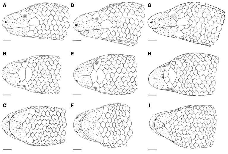 Loài thằn lằn này có màu sắc dao động từ nâu xám đến nâu hồng và trên cơ thể có các đốm xám không đều. Vì đặc điểm sống ẩn dưới đất hoặc dưới lớp mục thực vật, mắt của chúng gần như không phát triển và được phủ kín bởi vảy. Ảnh: ResearchGate.