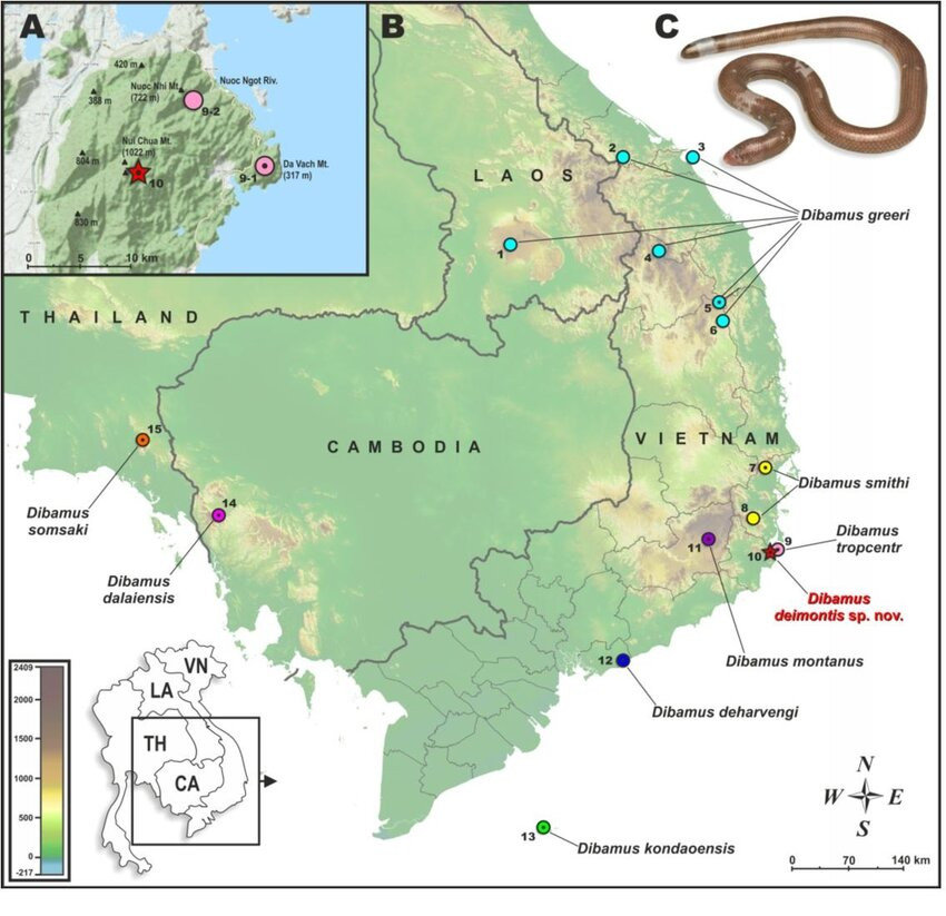 Được biết, Dibamus deimontis là loài thứ tám trong chi Dibamus được tìm thấy tại Việt Nam và cùng với Dibamus tropcentr, cả hai đều là các loài bò sát mới nhất được mô tả ở Vườn quốc gia Núi Chúa, tỉnh Ninh Thuận. Ảnh: ResearchGate.