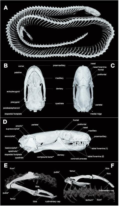 Loài mới này, được đặt tên là Dibamus deimontis, với tên gọi phản ánh địa danh phát hiện ra chúng, nghĩa là "Núi Chúa" trong tiếng Latin. Ảnh: ResearchGate.