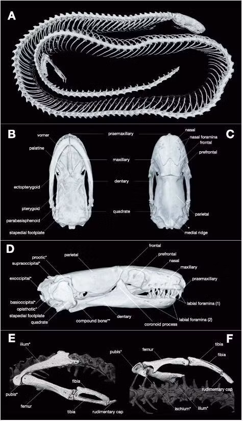 Loài mới này, được đặt tên là Dibamus deimontis, với tên gọi phản ánh địa danh phát hiện ra chúng, nghĩa là "Núi Chúa" trong tiếng Latin. Ảnh: ResearchGate.