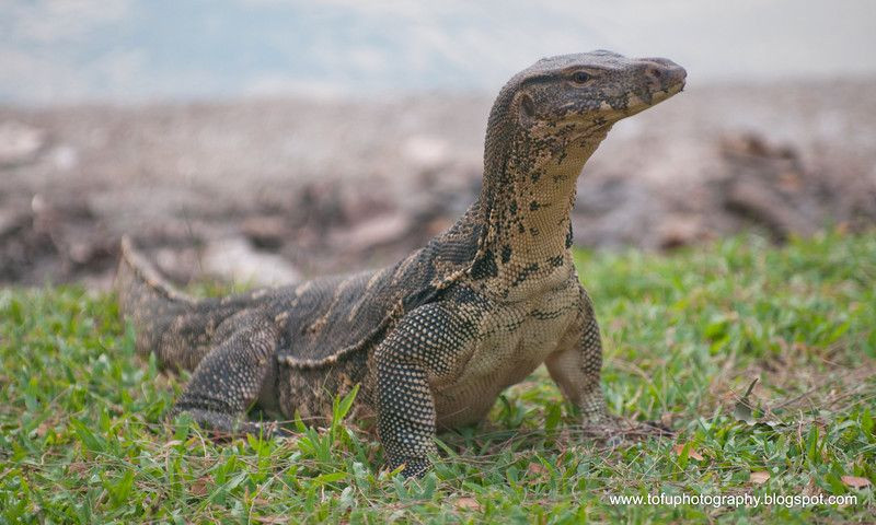 Chúng ẩn trong khe đá hay các hang hốc dưới các gốc cây hoặc trong các bờ bụi. Bơi lặn giỏi, có thể lặn lâu tới 20 – 30 phút. Ảnh: Pinterest.
