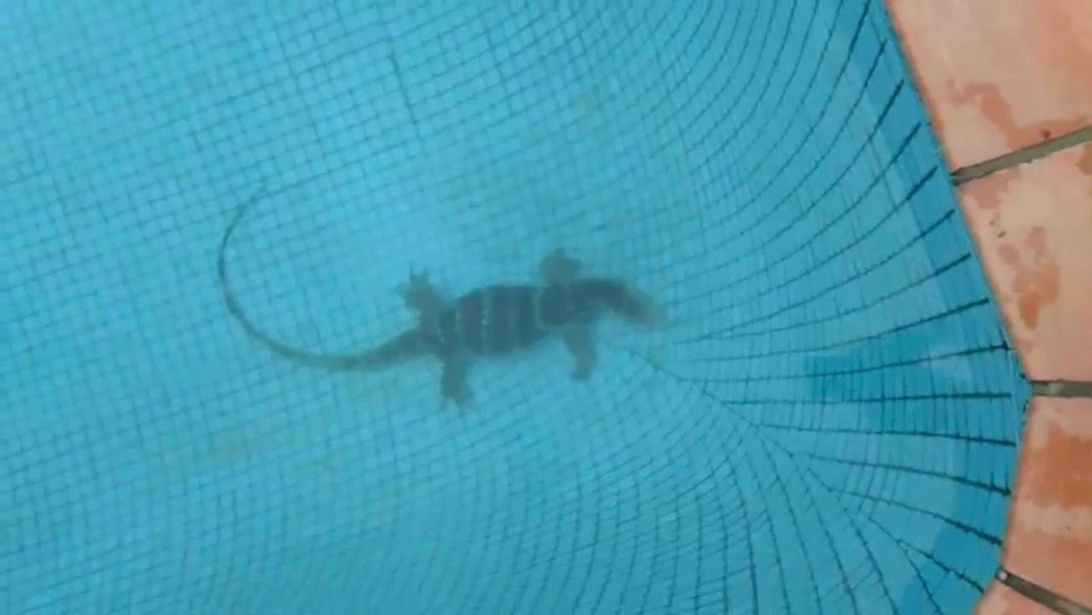 Con vật này xuất hiện tại hồ bơi trong khuôn viên một khu căn hộ ở phường Thảo Điền (TP Thủ Đức). Kiểm lâm viên thuộc Chi cục Kiểm lâm TP HCM ghi nhận đây là kỳ đà hoa, giới tính cái, thuộc nhóm IIB trong danh mục động vật rừng nguy cấp quý hiếm. Ảnh: Tuổi Trẻ.