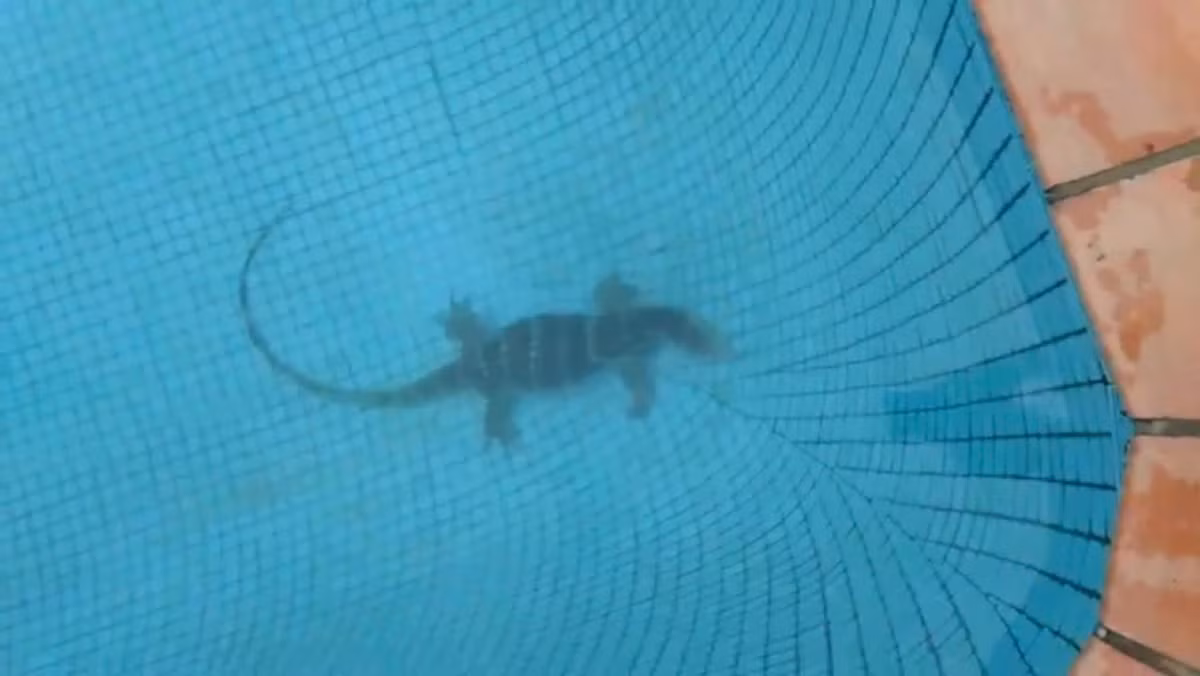 Con vật này xuất hiện tại hồ bơi trong khuôn viên một khu căn hộ ở phường Thảo Điền (TP Thủ Đức). Kiểm lâm viên thuộc Chi cục Kiểm lâm TP HCM ghi nhận đây là kỳ đà hoa, giới tính cái, thuộc nhóm IIB trong danh mục động vật rừng nguy cấp quý hiếm. Ảnh: Tuổi Trẻ.