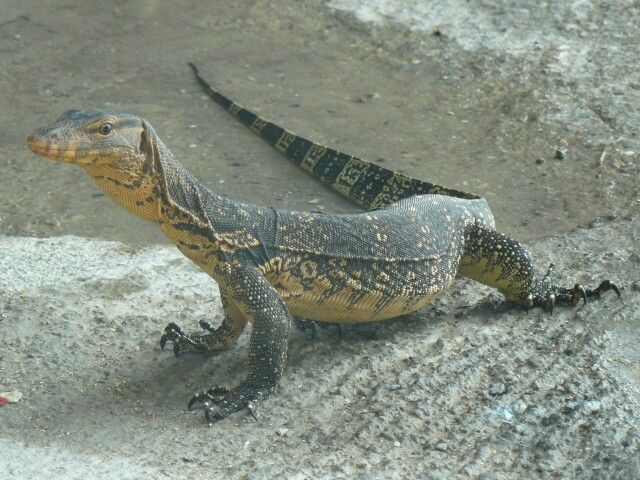 Cá thể non có lưng màu đen với những vết vàng nhỏ và to hình tròn xếp theo hàng ngang. Mõm có những vạch ngang rất rõ trên các vảy môi. Có một đường đen đi từ mắt đến thái dương. Ảnh: Pinterest.