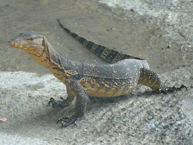 Cá thể non có lưng màu đen với những vết vàng nhỏ và to hình tròn xếp theo hàng ngang. Mõm có những vạch ngang rất rõ trên các vảy môi. Có một đường đen đi từ mắt đến thái dương. Ảnh: Pinterest.