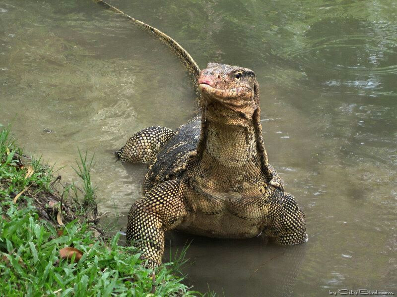 Kì đà ăn hoa động vật, gồm cua, ếch, nhái, cá là những con mồi ưa thích. Ngoài ra chúng còn ăn cả trứng, chim non, thú nhỏ, thằn lằn và côn trùng cỡ lớn. Cá thể non ăn côn trùng. Ảnh: Pinterest.