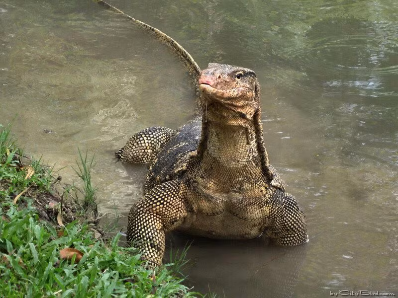 Kì đà ăn hoa động vật, gồm cua, ếch, nhái, cá là những con mồi ưa thích. Ngoài ra chúng còn ăn cả trứng, chim non, thú nhỏ, thằn lằn và côn trùng cỡ lớn. Cá thể non ăn côn trùng. Ảnh: Pinterest.