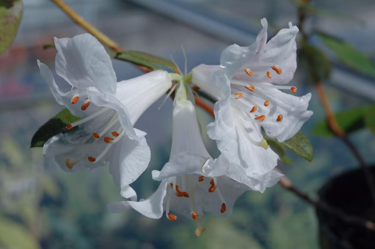  Hoa đỗ quyên Rhododendron tephropeploides. Đây là một loài hoa đỗ quyên mới, được tìm thấy trên đỉnh núi Phan Xi Păng, thuộc dãy Hoàng Liên Sơn, Lào Cai. Chúng có những bông hoa màu trắng đẹp mắt. Ảnh: Richard Baines.