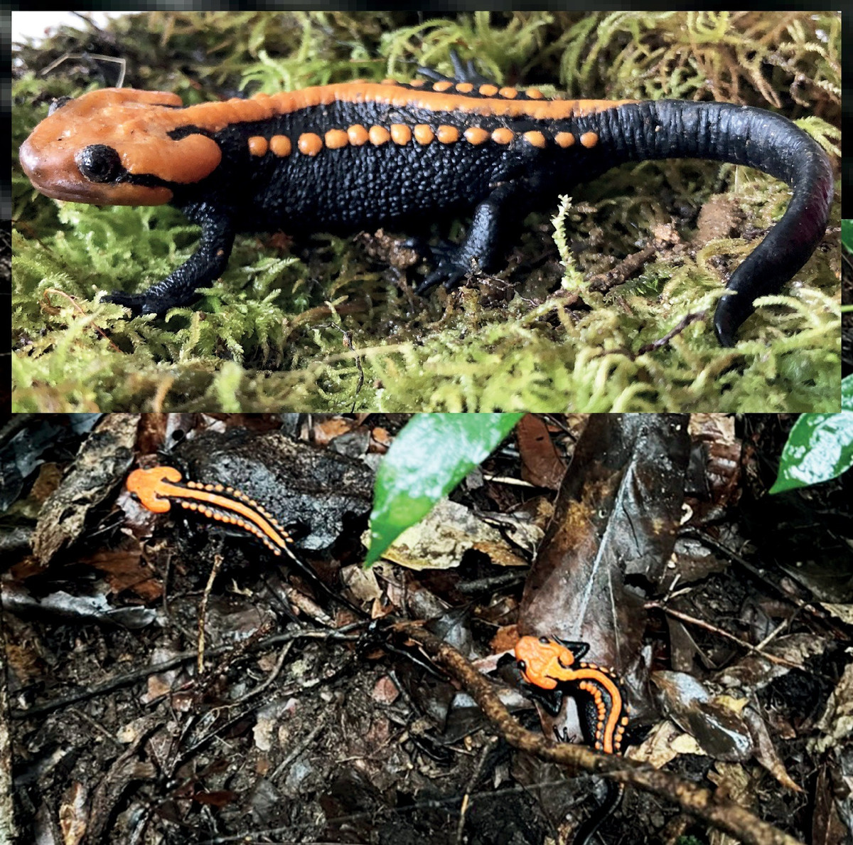  Cá cóc sần Ngọc Linh (Tylototriton ngoclinhensis). Được phát hiện ở khu vực Tây Nguyên, cá cóc sần Ngọc Linh là một trong những loài có màu sắc sặc sỡ nhất trong chi Tylototriton, và cũng là lần đầu tiên loài cá cóc được ghi nhận ở Tây Nguyên. Ảnh: Phung, Pham, Nguyen, Ninh, Nguyen, Bernardes, Le, Ziegler &amp; Nguyen.