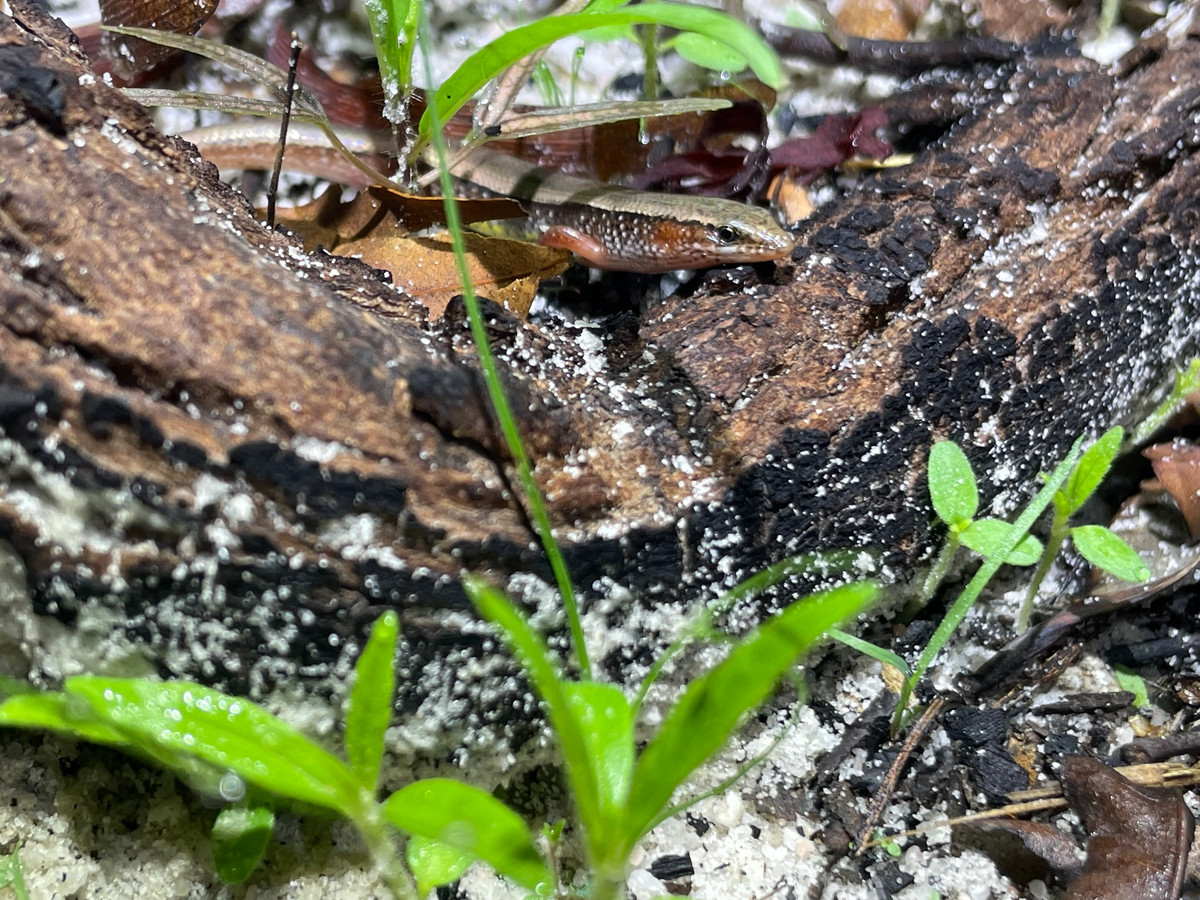  Thằn lằn bóng Subdoluseps vietnamensis: Loài thằn lằn mới này được tìm thấy ở các khu rừng miền Nam Việt Nam, đặc biệt ở những vùng rừng keo và đồn điền cao su. Khả năng đào hang dưới cát giúp nó chống chọi với kẻ thù và đám cháy rừng hiệu quả. Ảnh: Jake Smith.
