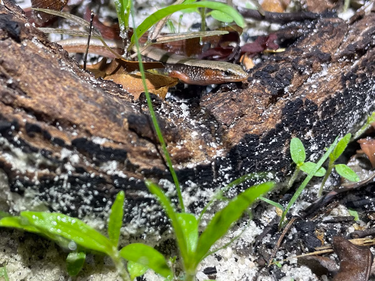  Thằn lằn bóng Subdoluseps vietnamensis: Loài thằn lằn mới này được tìm thấy ở các khu rừng miền Nam Việt Nam, đặc biệt ở những vùng rừng keo và đồn điền cao su. Khả năng đào hang dưới cát giúp nó chống chọi với kẻ thù và đám cháy rừng hiệu quả. Ảnh: Jake Smith.