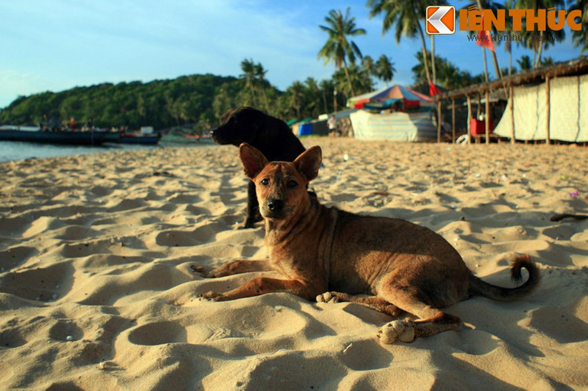 4. Chó Phú Quốc có nguồn gốc từ đảo Phú Quốc, tỉnh Kiên Giang và đã được đưa đến hầu hết các tỉnh thành trên cả nước (hiếm gặp ở các tỉnh miền núi phía Bắc và Tây Nguyên). Ảnh: Quốc Lê.