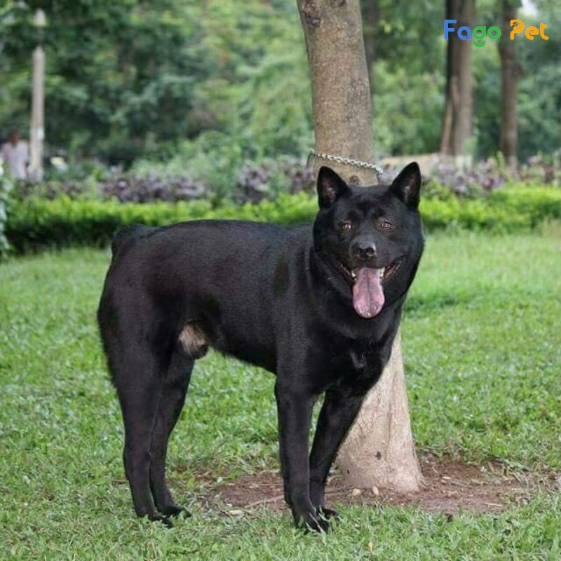 Giống chó này sống ở những nơi có địa hình phức tạp, không bằng phẳng như đồi núi, không gian nhỏ trong phạm vi rộng. Được con người nuôi sống cùng phục vụ việc trông nhà. Ảnh: Fago Pet.