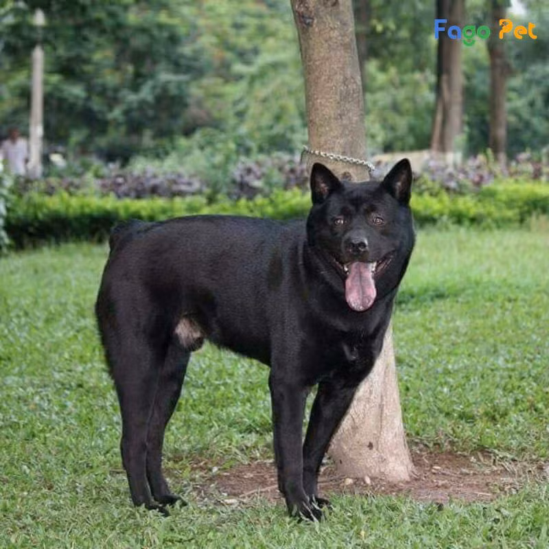 Giống chó này sống ở những nơi có địa hình phức tạp, không bằng phẳng như đồi núi, không gian nhỏ trong phạm vi rộng. Được con người nuôi sống cùng phục vụ việc trông nhà. Ảnh: Fago Pet.