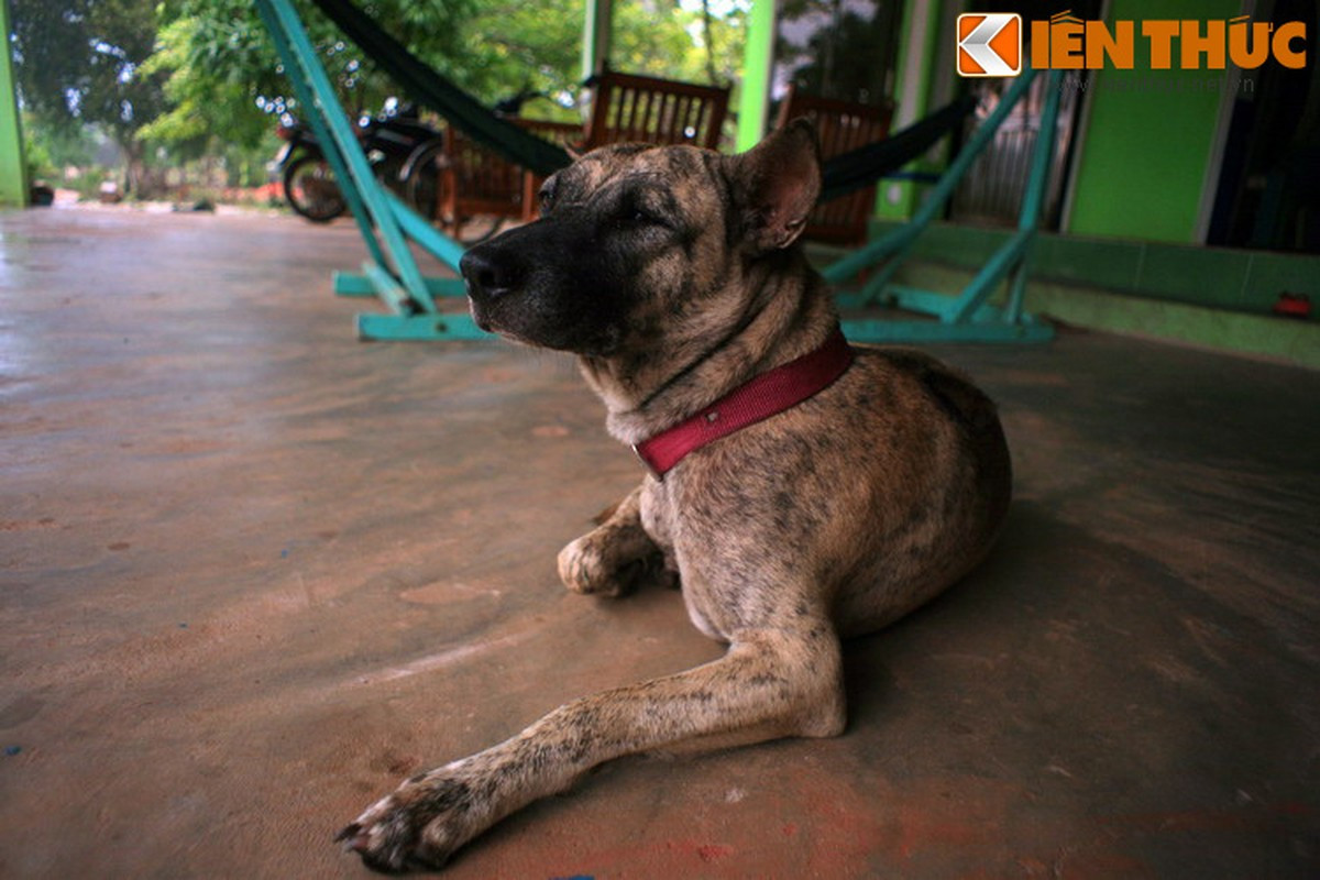 Giống chó này sống ở vùng biển, có cấu tạo của bàn chân phù hợp cho việc di chuyển trên cát, đồng bằng và có khả năng đào hang. Chúng được con người nuôi để cùng phục vụ việc trông nhà, săn bắt cá. Ảnh: Quốc Lê.