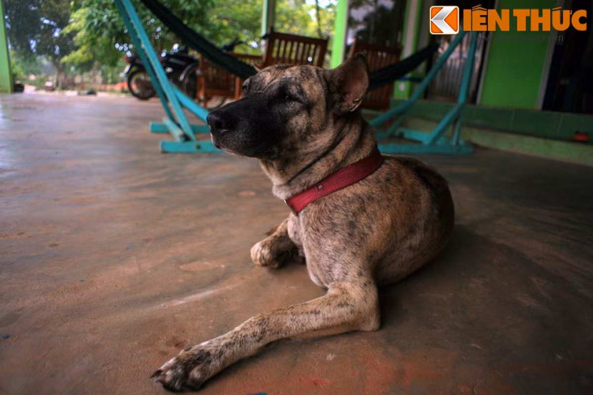 Giống chó này sống ở vùng biển, có cấu tạo của bàn chân phù hợp cho việc di chuyển trên cát, đồng bằng và có khả năng đào hang. Chúng được con người nuôi để cùng phục vụ việc trông nhà, săn bắt cá. Ảnh: Quốc Lê.