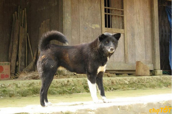 1. Chó Bắc Hà có kích cỡ trung bình, chúng sống ở những nơi có địa hình đồi núi, không gian rộng, được coi là một giống chó nguyên thủy của Việt Nam. Ảnh: Chợ Tốt.