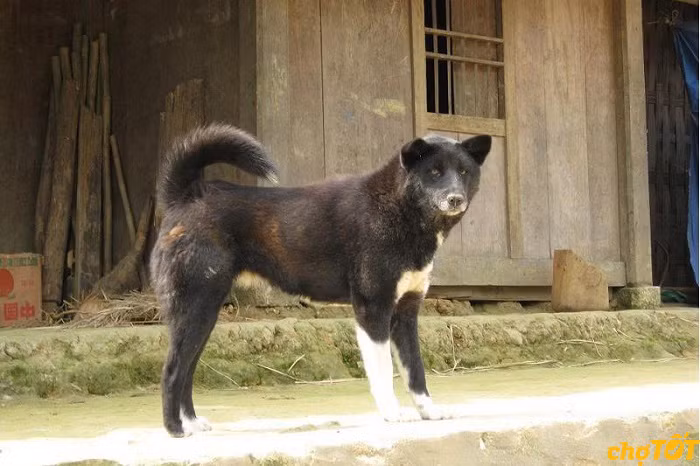 1. Chó Bắc Hà có kích cỡ trung bình, chúng sống ở những nơi có địa hình đồi núi, không gian rộng, được coi là một giống chó nguyên thủy của Việt Nam. Ảnh: Chợ Tốt.